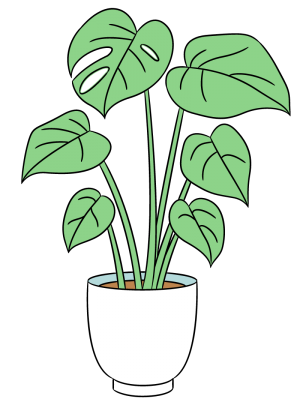 Monstera